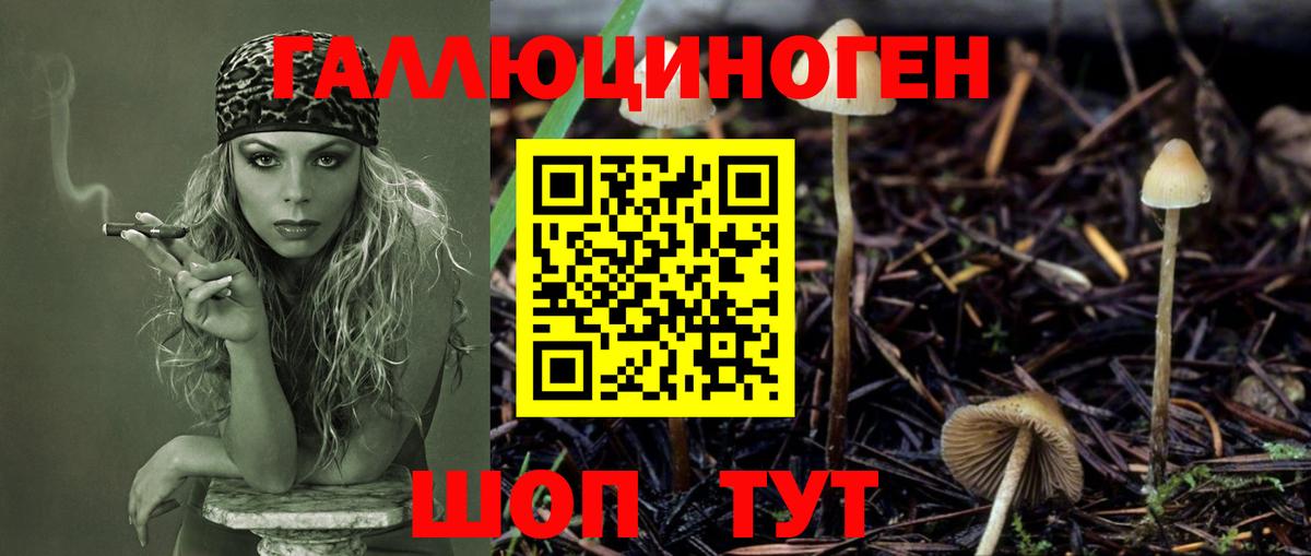 Нарткала  Галлюциногенные грибы Psilocybine cubensis  Вход с VPN 